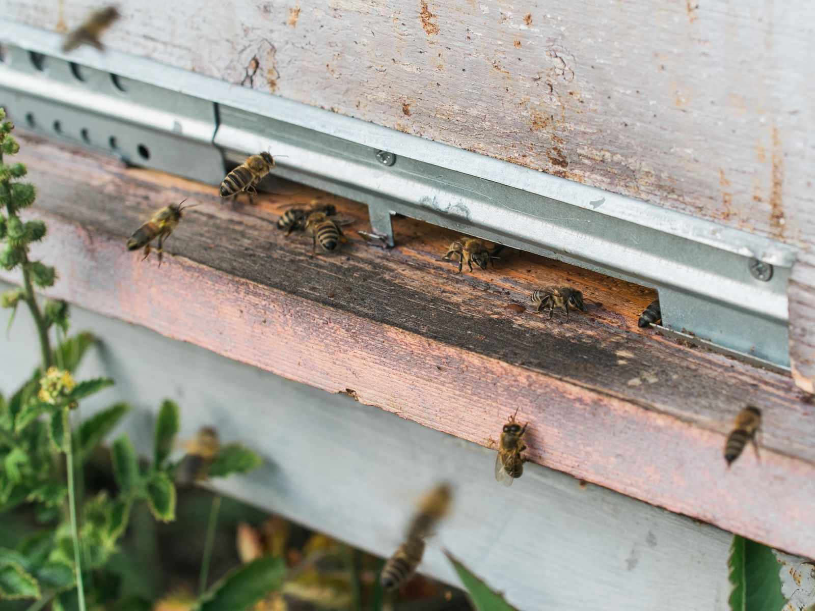 Importance of Preventing Bee Infestations